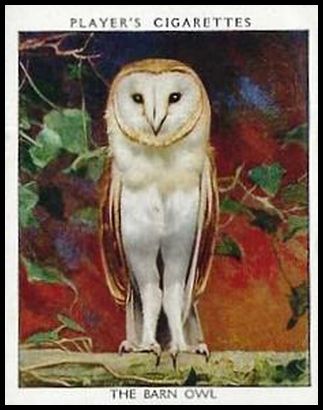 14 The Barn Owl